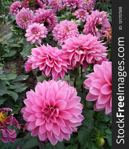 Flower, Plant, Flowering Plant, Dahlia