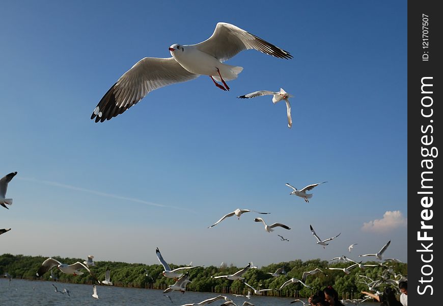 Bird, Seabird, Sky, Gull