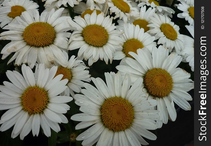 Flower, Oxeye Daisy, Daisy, Daisy Family