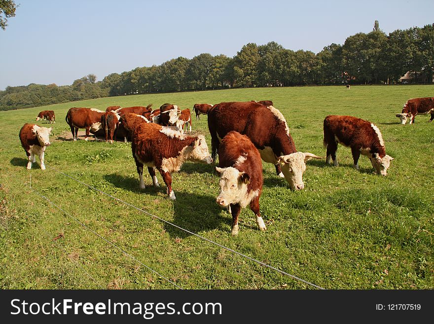 Grassland, Cattle Like Mammal, Pasture, Grazing