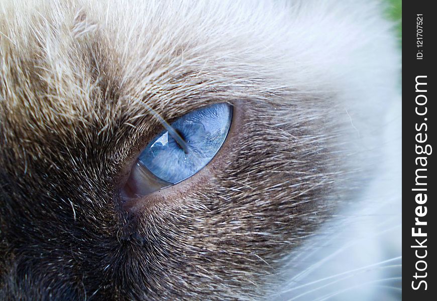 Whiskers, Cat, Eye, Nose