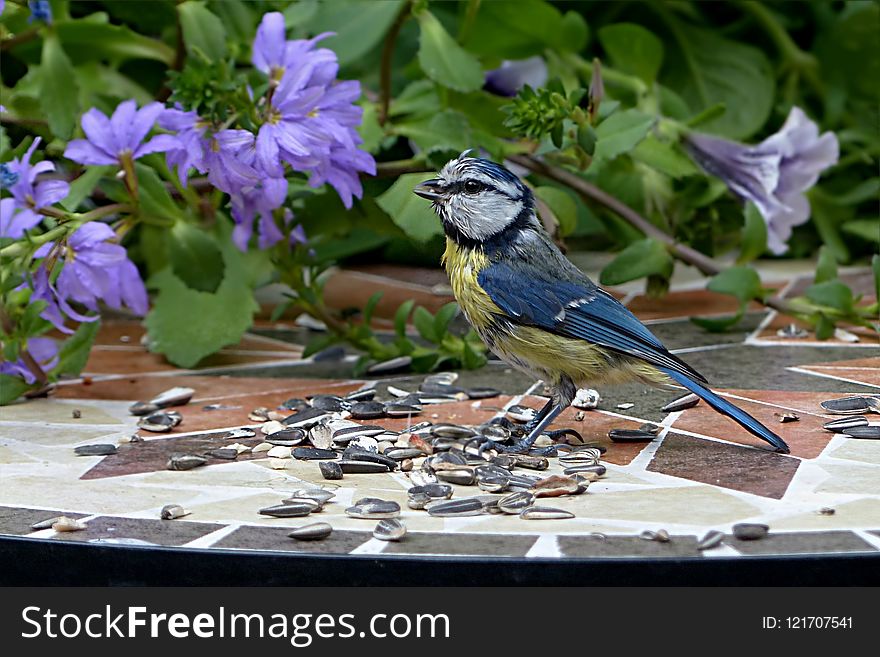 Bird, Fauna, Flora, Plant