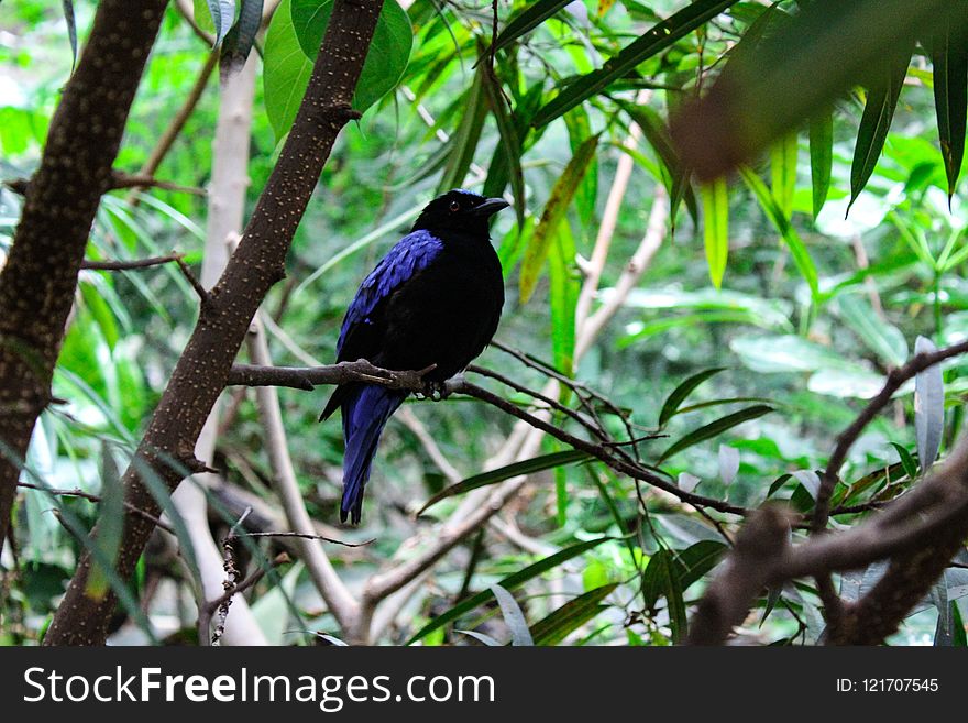 Bird, Fauna, Ecosystem, Beak