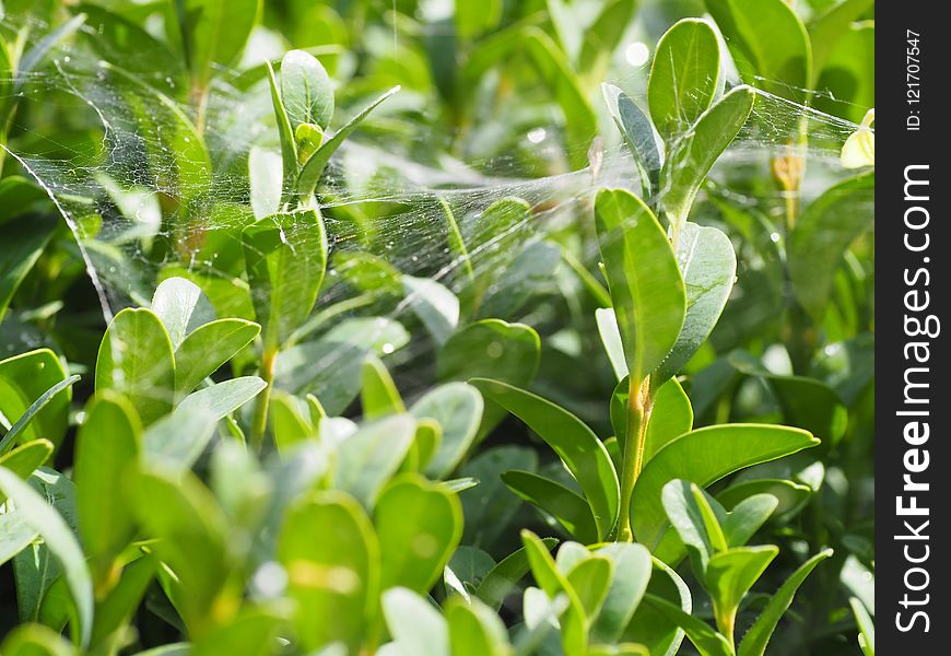 Green, Plant, Vegetation, Leaf