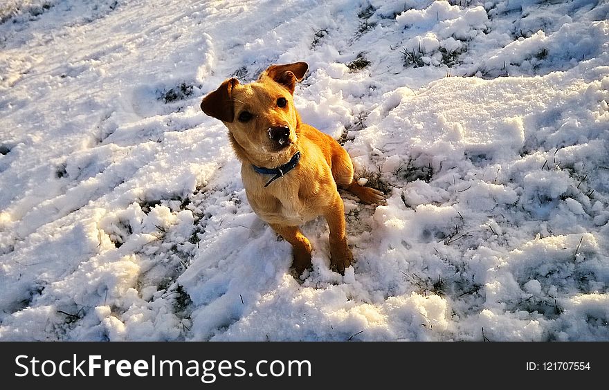 Snow, Dog, Dog Breed, Winter