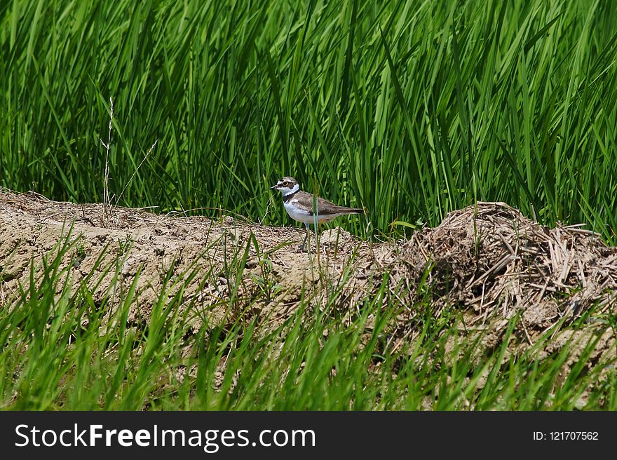 Bird, Ecosystem, Fauna, Grass