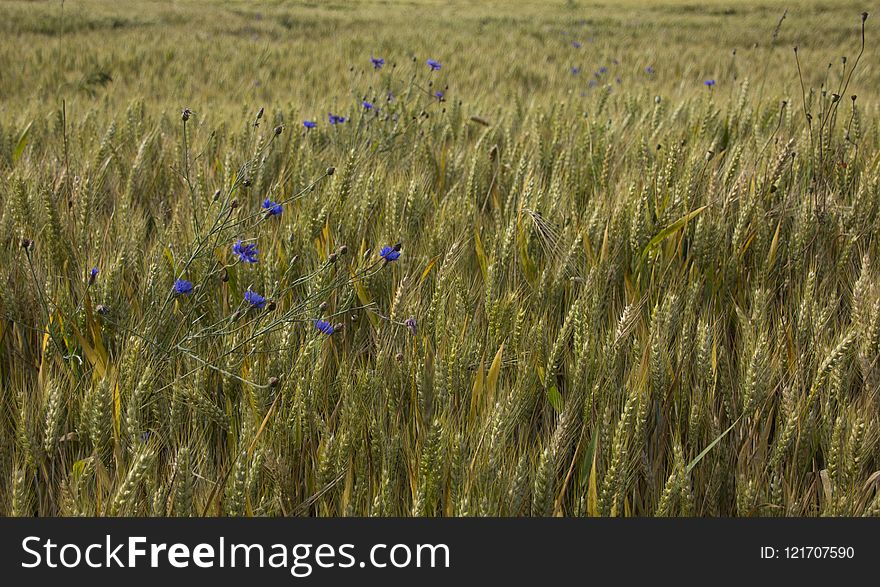 Ecosystem, Field, Grass Family, Food Grain