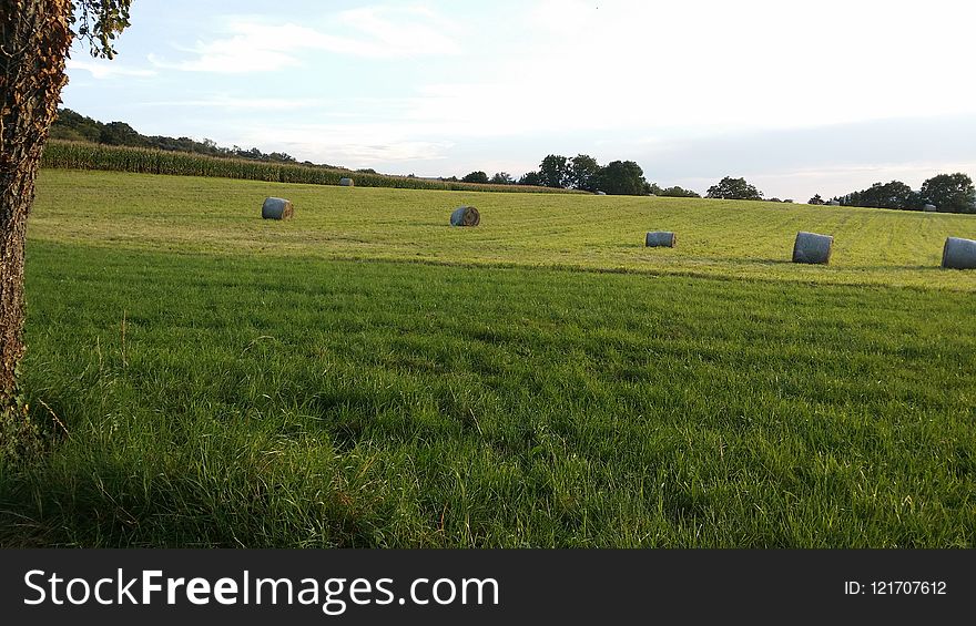 Grassland, Field, Pasture, Farm