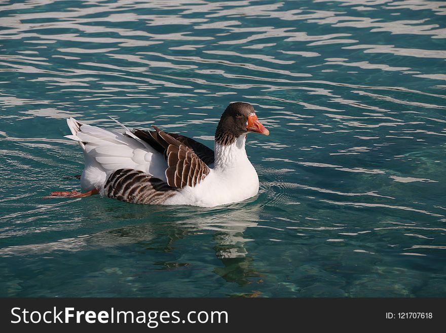 Bird, Water, Duck, Water Bird