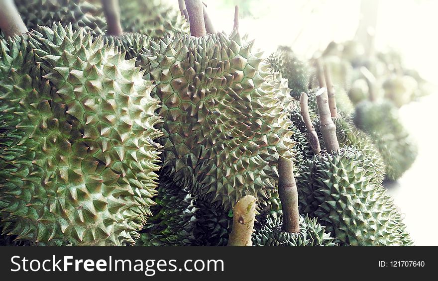 Durian, Plant, Fruit