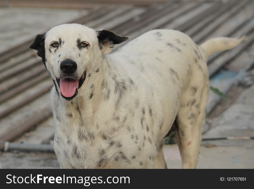 Dog Breed, Dog, Street Dog, Dalmatian