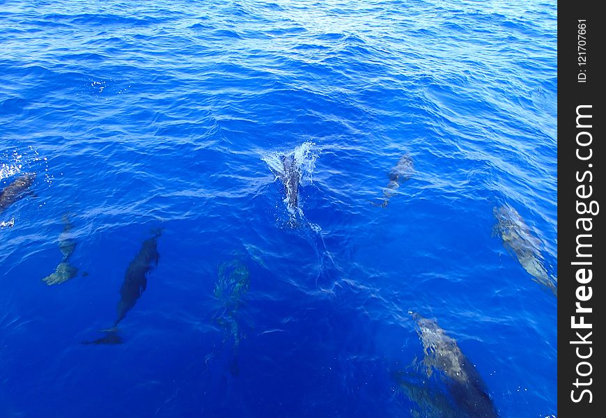 Water, Dolphin, Marine Mammal, Sea