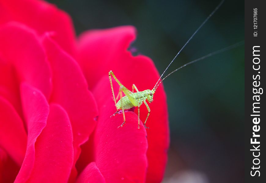 Red, Insect, Flower, Flora