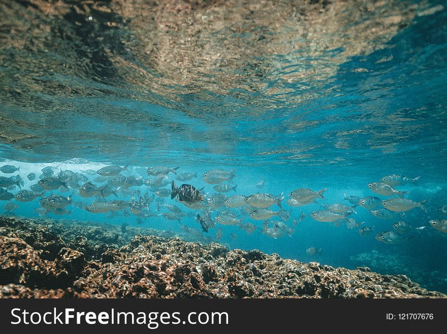 Water, Underwater, Sea, Reef