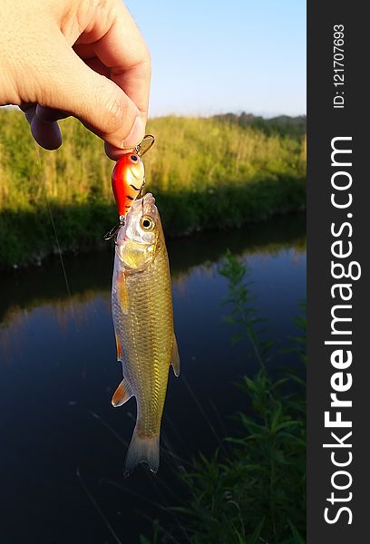 Common Rudd, Fish, Fish Pond, Bass