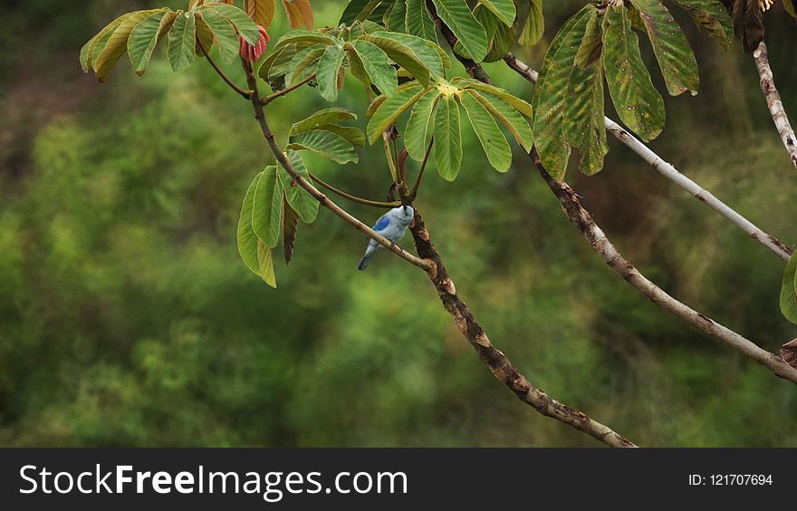 Branch, Vegetation, Leaf, Tree