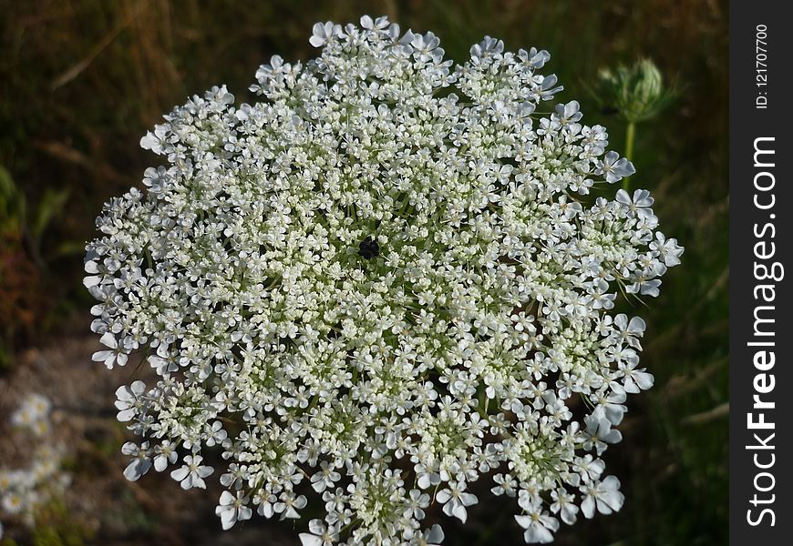 Plant, Flower, Cow Parsley, Evergreen Candytuft