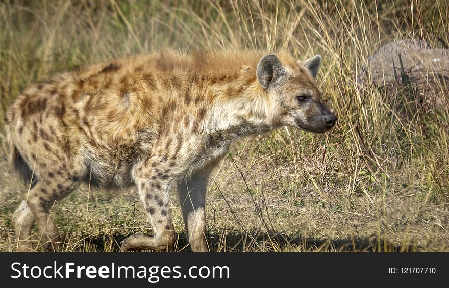 Hyena, Wildlife, Terrestrial Animal, Mammal