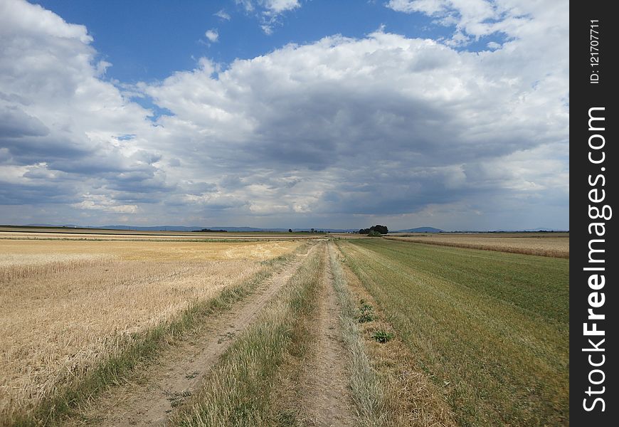 Grassland, Field, Plain, Ecosystem