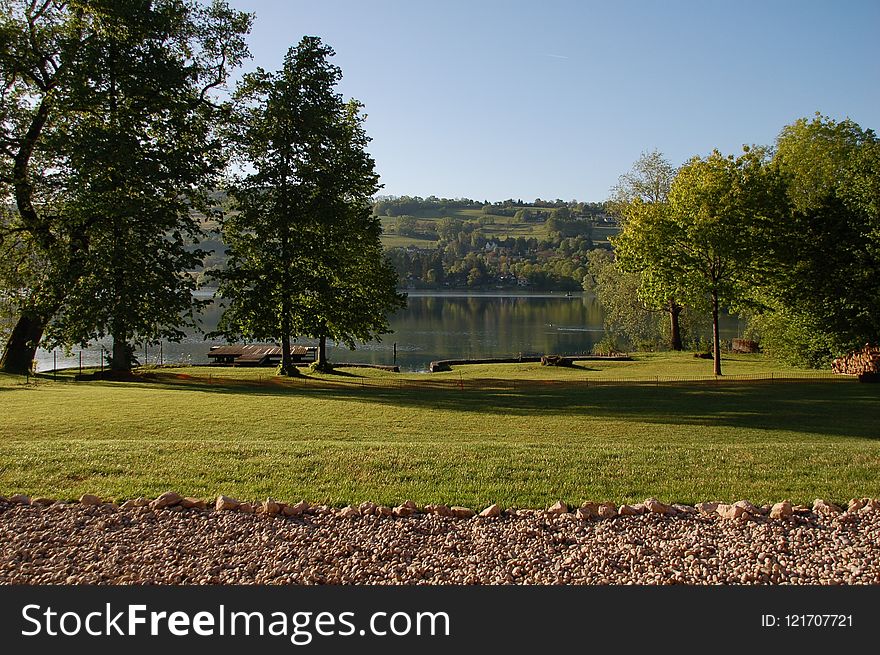 Nature, Water, Tree, Leaf