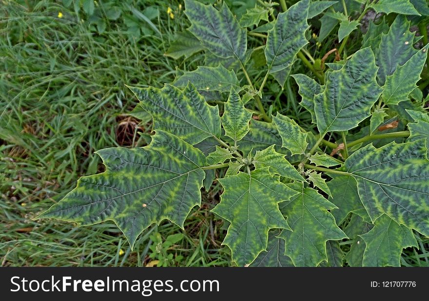Plant, Leaf, Urtica, Herb