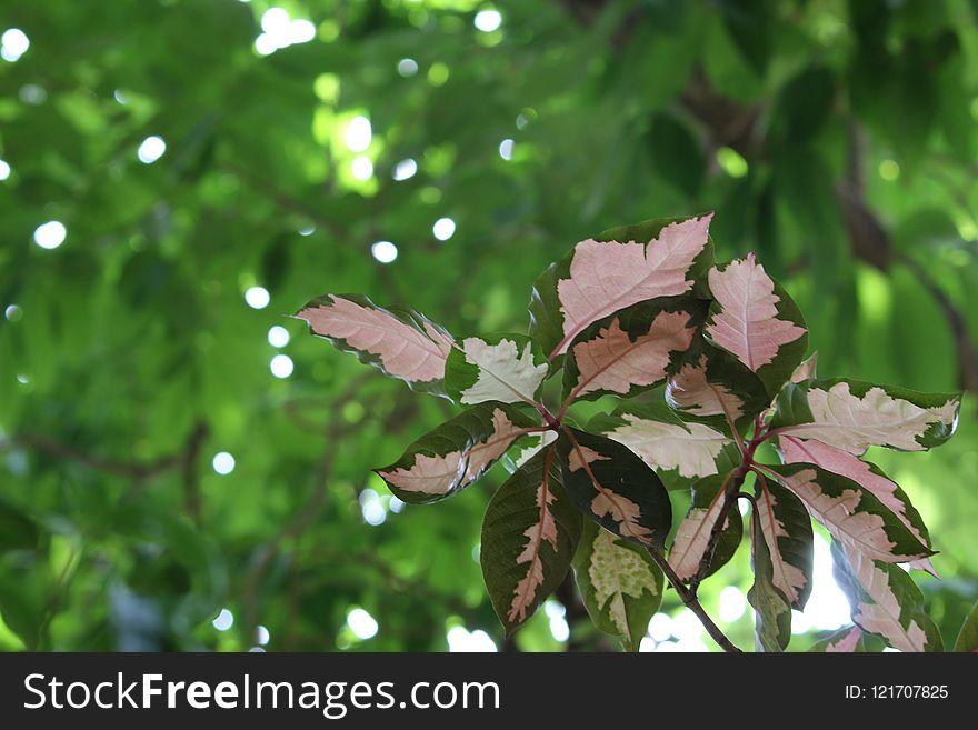 Leaf, Plant, Tree, Flora