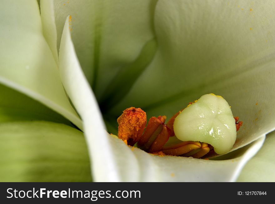 Flower, Plant, Flora, Close Up