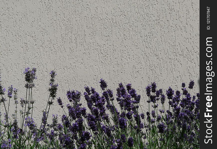 Lavender, English Lavender, Purple, Plant