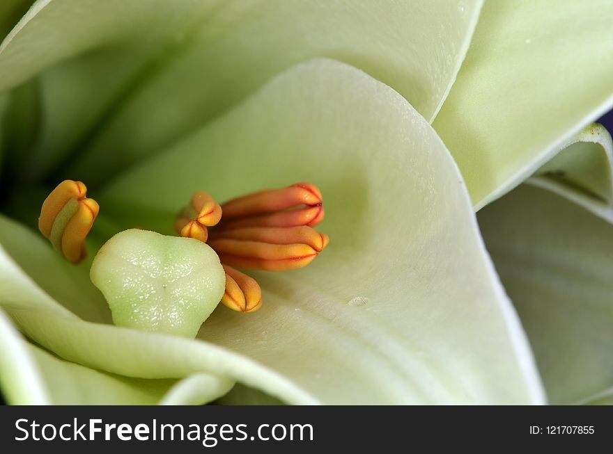 Flower, Close Up, Plant, Flora