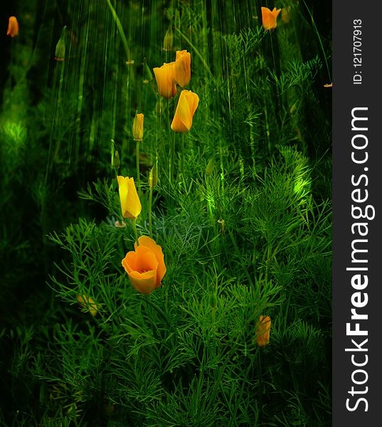 Ecosystem, Plant, Flower, Eschscholzia Californica