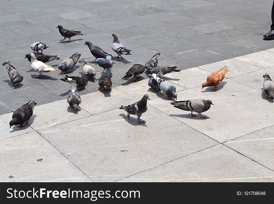 Bird, Pigeons And Doves, Fauna, Beak