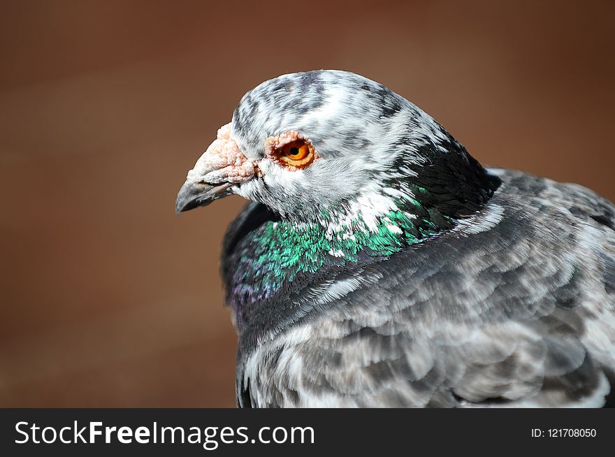 Beak, Fauna, Bird, Feather