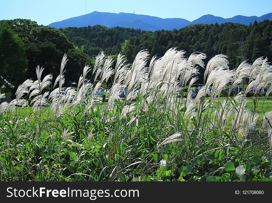 Plant, Vegetation, Ecosystem, Grass Family