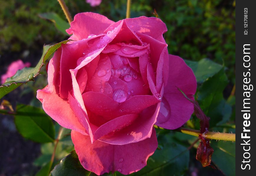 Rose Family, Flower, Rose, Floribunda