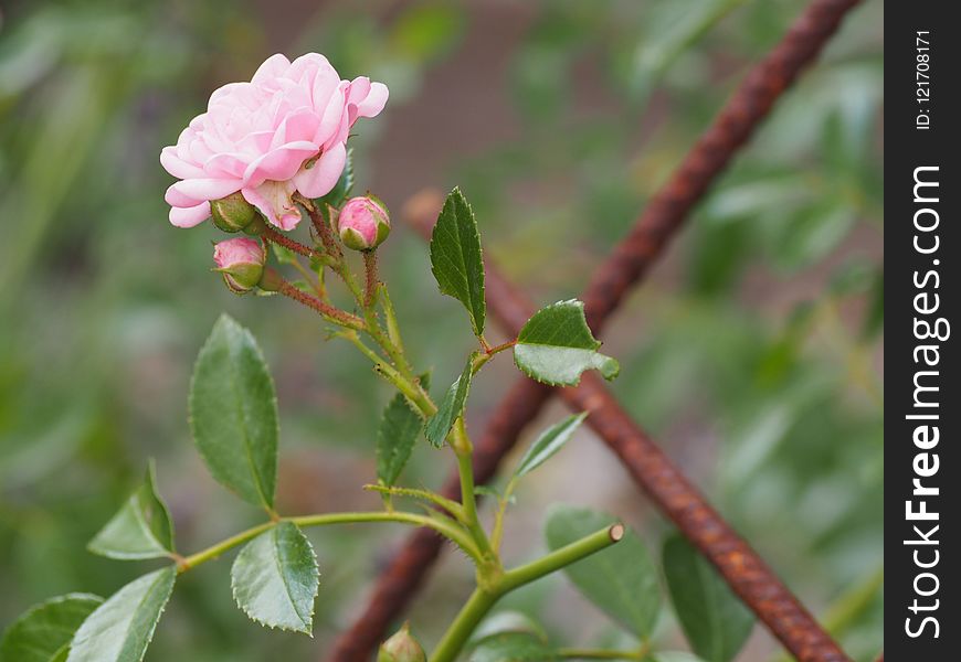 Plant, Flora, Flower, Flowering Plant