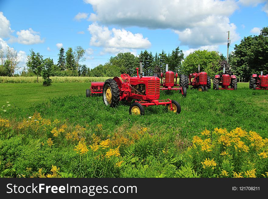 Grassland, Field, Agriculture, Farm