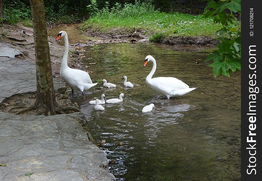 Waterway, Bird, Swan, Water Bird