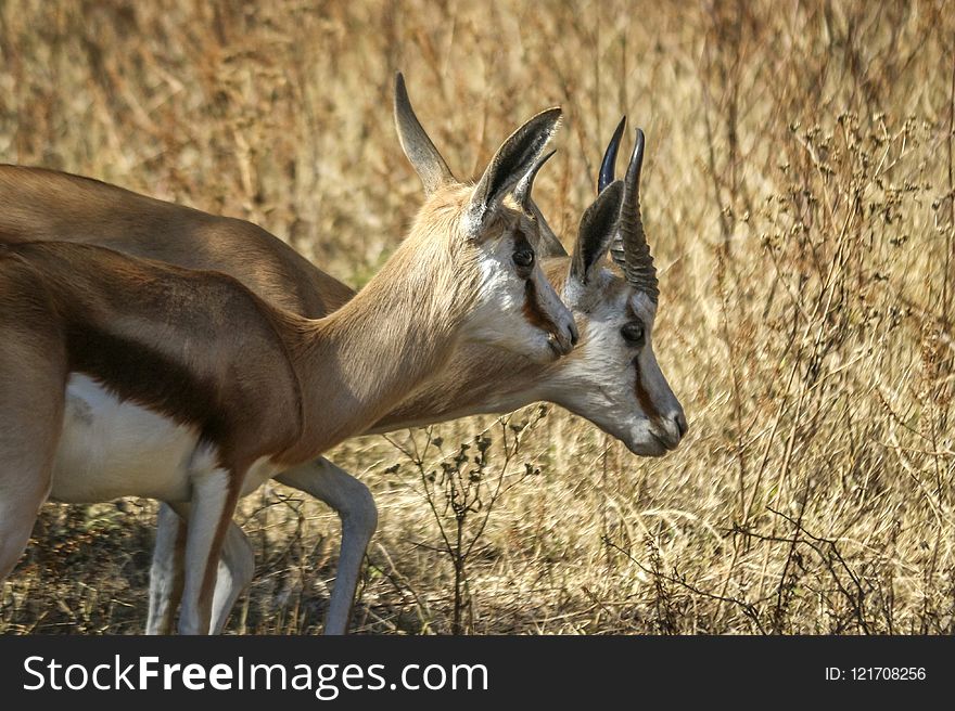 Wildlife, Springbok, Fauna, Horn