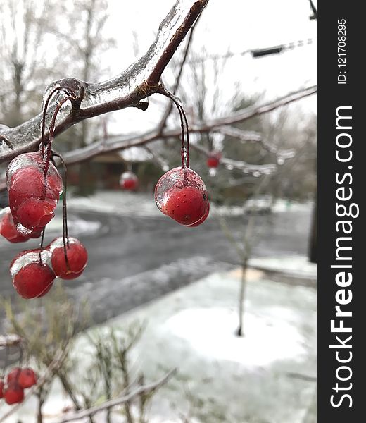 Winter, Branch, Snow, Freezing