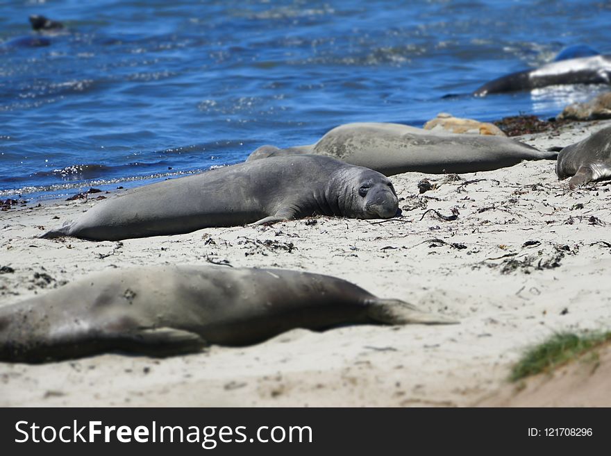 Seals, Mammal, Marine Mammal, Fauna