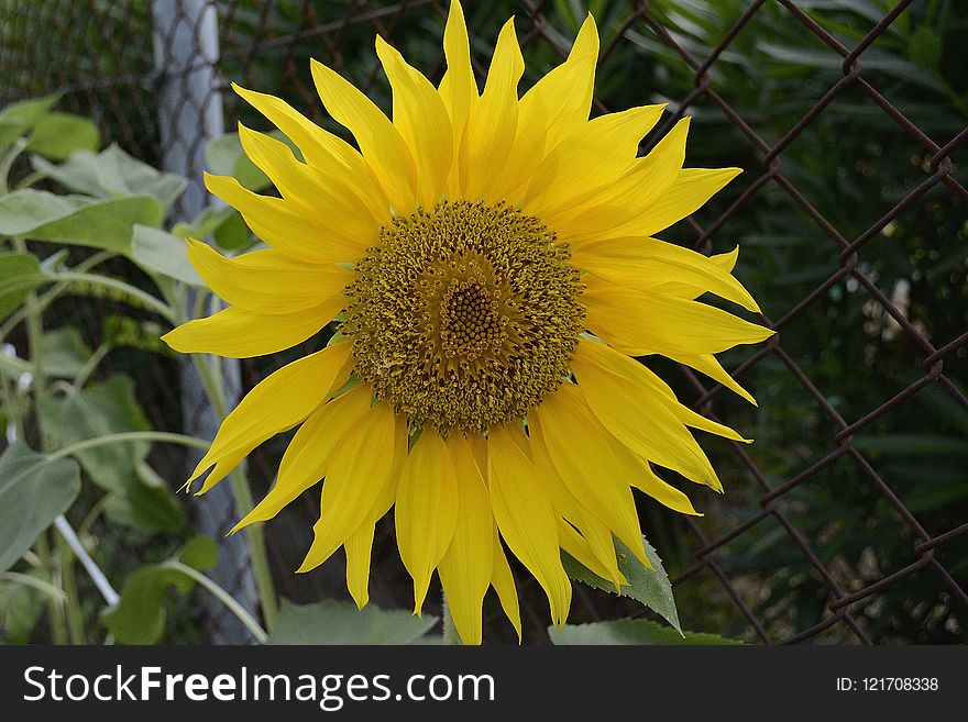 Flower, Sunflower, Yellow, Flora