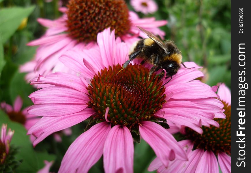 Nectar, Bee, Coneflower, Honey Bee