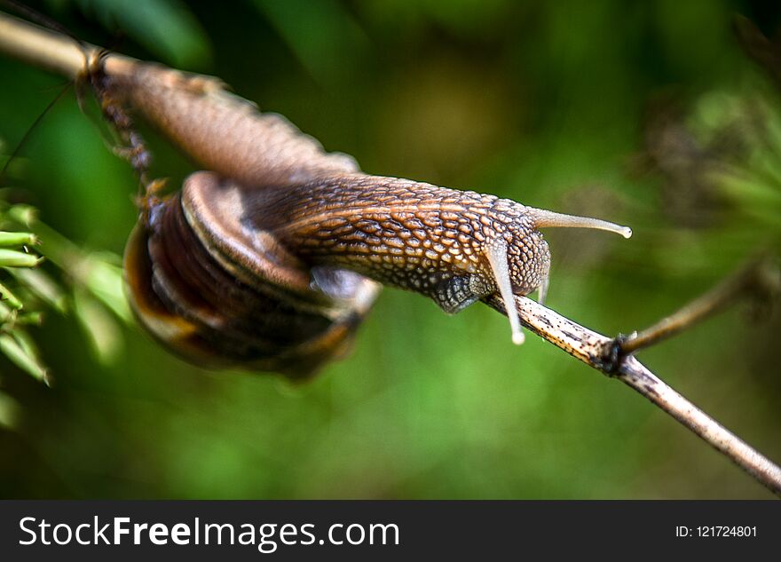 Snail. Detail of land snail at garden .