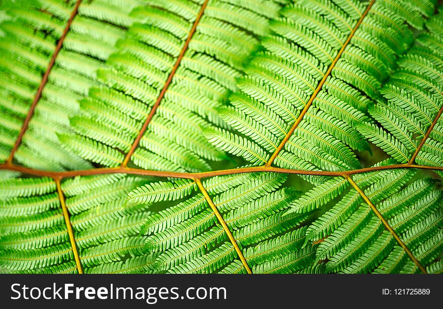 Green background nature leaf fern. Green background nature leaf fern