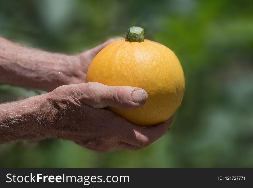 Old gardeners hands holding yellow round zucchini against blurry garden background