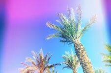 Palms With Colorful Pop Art Effect. Vintage Stylized Photo With Light Leaks. Summer Palm Trees Over Sky On Beach Royalty Free Stock Photography