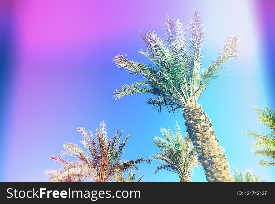 Palms with colorful pop art effect. Vintage stylized photo with light leaks. Summer palm trees over sky on beach