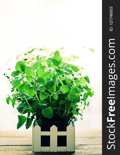 Abstract spring or summer concept. Organic herbs melissa, mint, thyme, basil, parsley on wooden background with sunlight and sunny leaks. Banner. Copyspace