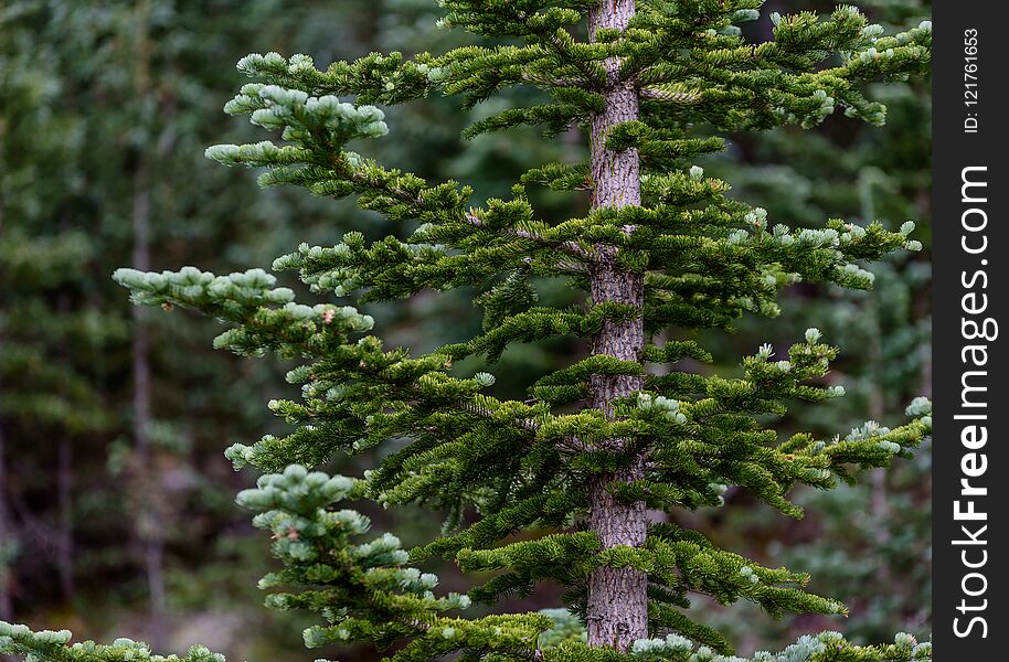 A tall pine tree with shallow depth of field. A tall pine tree with shallow depth of field