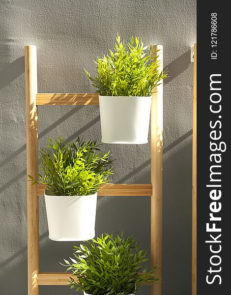 Green tree pots hanging on wall with sunlight